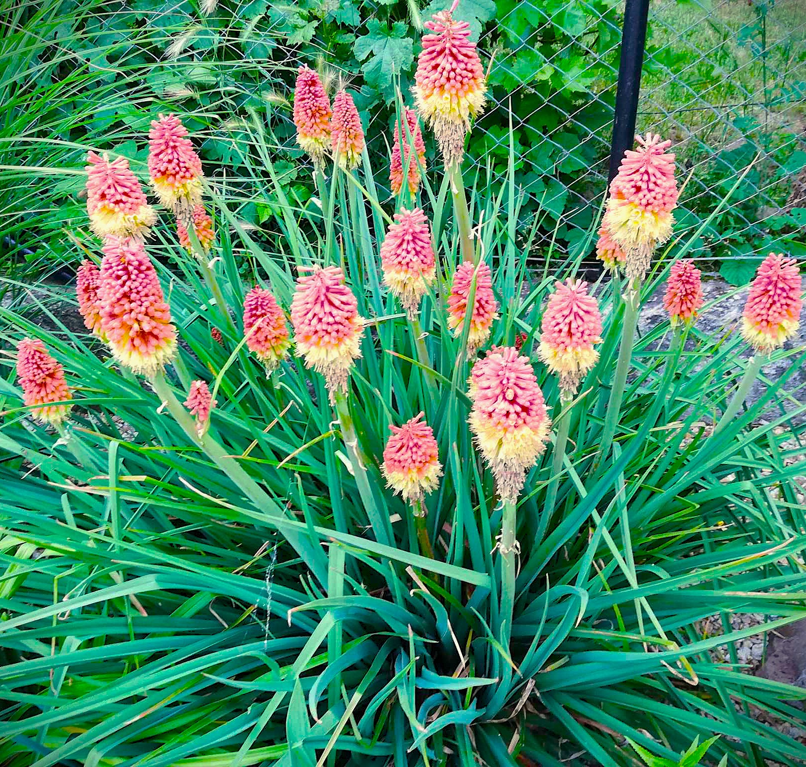 Kleopatrina ihla 'Rocket Jr'